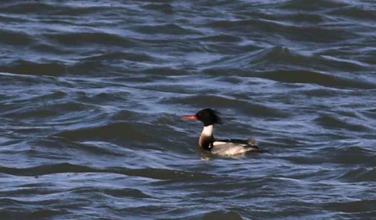 Red-breasted Merganser